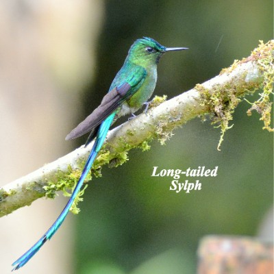 Long-tailed Sylph